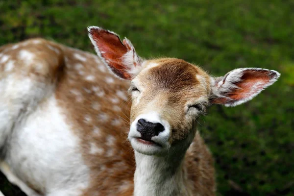 Portrait Cerf Femelle Dama Dama Jachère Sur Prairie Phtographie Faune — Photo