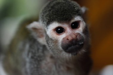 Saimiri sincap maymun yakın çekim portre. Fotoğraf yaban hayatı.