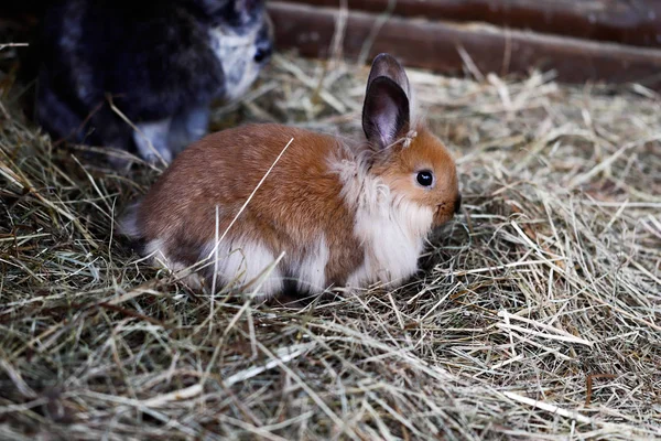 ホワイト ブラウン グレー国内ピグミー ウサギの全身 自然の写真 — ストック写真