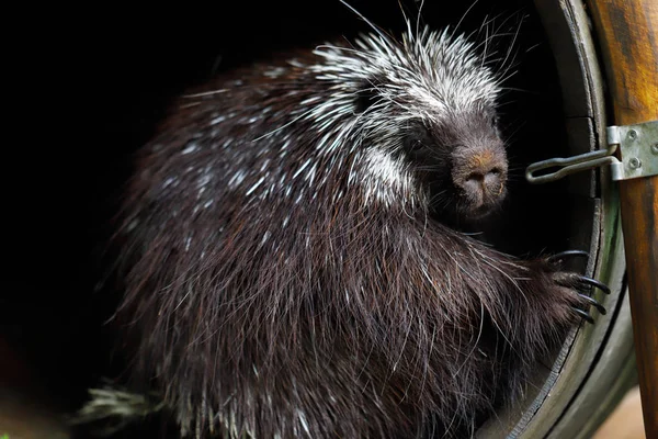 Retrato Puercoespín Norteamericano Común Erethizon Dorsatum Familia Puercoespines Del Nuevo — Foto de Stock