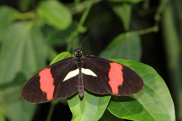 热带蝴蝶 Longwing 的特写在叶子上 野生动物的宏观摄影 — 图库照片