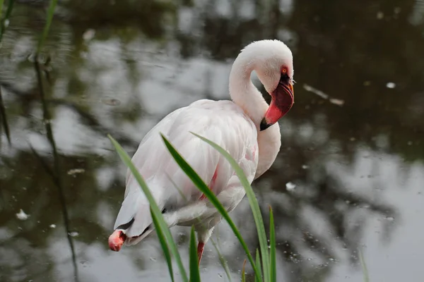 满身玫瑰色的火烈鸟水鸟涉水在河里 野生动物摄影 — 图库照片