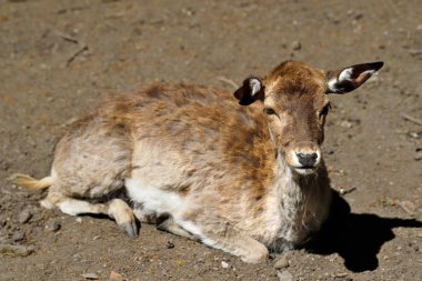 Yalancı erkek portresi geyik (dama, dama) izin verir. Doğa ve yaban hayatı fotoğraf.