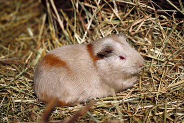 Bej-kahverengi yerli eskiden şiling şimdi domuz (Cavia porcellus) cavy saman üzerinde Close-up. Doğa ve yaban hayatı fotoğraf.