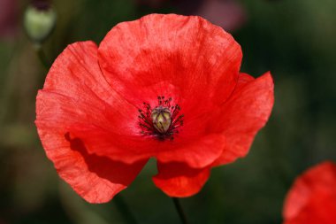 Kırmızı gelincik (bitki) (Kırmızı gelincik) çiçek yaz alanında Close-up. Doğanın makro fotoğrafçılık.