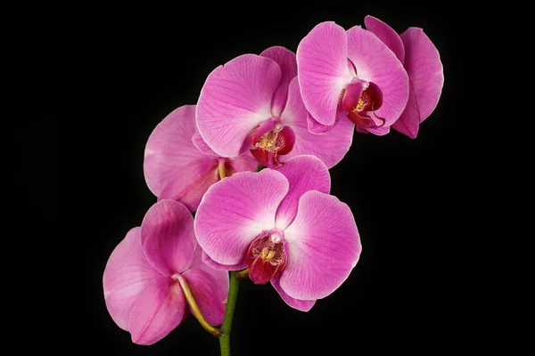 黑色背景下粉红色兰花 花的特写 自然的宏观摄影 — 图库照片