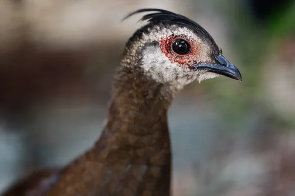 Kadın Palawan tavus kuşu-sülün (Polyplectron napoleonis), nicet