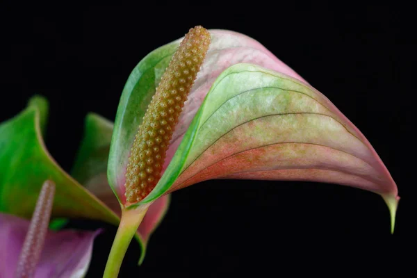 Mehrfarbige Anthuriumblume (Schweifblume, Flamingoblume) auf der — Stockfoto