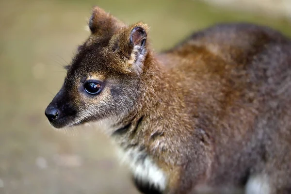 Portrait Young Kangaroo Joey Photography Nature Wildlife — Stock Photo, Image