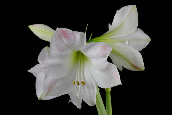 Close-up of winter-flowering white amaryllis flower on the black background. Macro photography of nature.