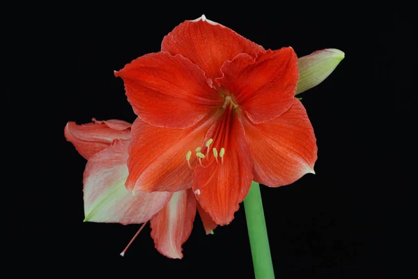 Close Van Rode Abrikoos Amaryllis Flower Zwarte Achtergrond — Stockfoto