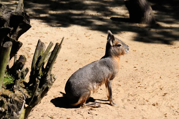 Patagonya mara (Dolichotis patagonum), siting ve seyir portresi. Doğa ve yaban hayatı fotoğraf.