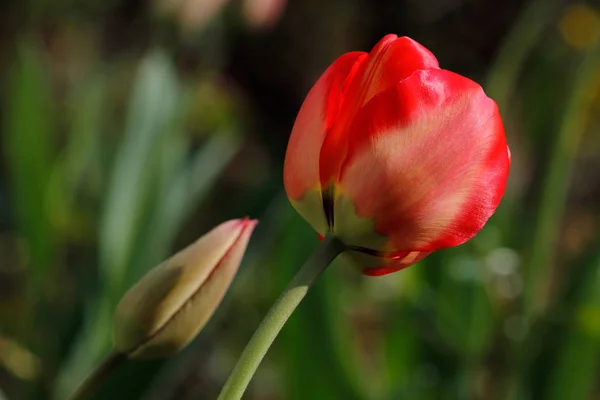 Nahaufnahme Frühlingsblühender Roter Tulpenblüten Garten Makrofotografie Der Natur — Stockfoto