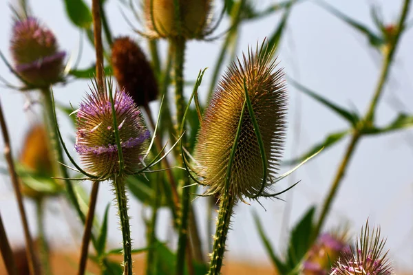 Γκρο Πλαν Των Άγριων Teasel Dipsacus Fullonum Στο Πεδίο Αργά — Φωτογραφία Αρχείου