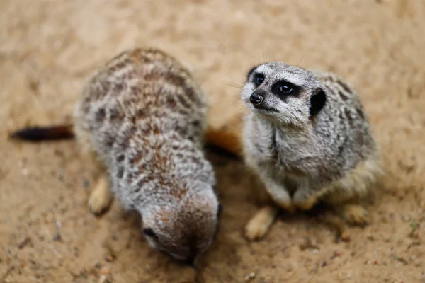 野生非洲鼬 Suricata Suricatta 的肖像 看着和观看 自然与野生动物摄影 — 图库照片