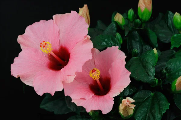 Nahaufnahme Einer Rosa Sinensis Hibiskusblüte Fotografie Der Natur Stockfoto