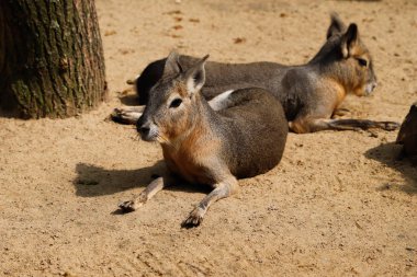 Yalan ve rahat çifti Patagonya maraş (Dolichotis patagonum), portresi. Doğa ve yaban hayatı fotoğraf.