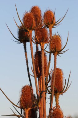 Vahşi teasel (dipsacus fullonum) yaz alanında Close-up. Doğanın makro fotoğrafçılık.