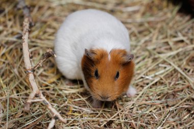 Beyaz-kahverengi yerli eskiden şiling şimdi domuz (Cavia porcellus) cavy Close-up
