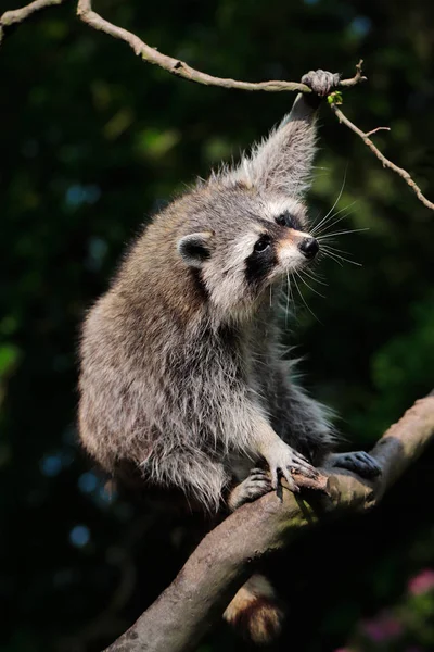 Retrato Mapache Común Adulto Rama Del Árbol Fotografía Naturaleza Vida — Foto de Stock