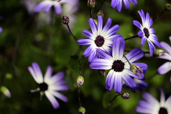 Primo Piano Del Fiore Astro Bianco Lilla Asteraceae Nel Giardino — Foto Stock