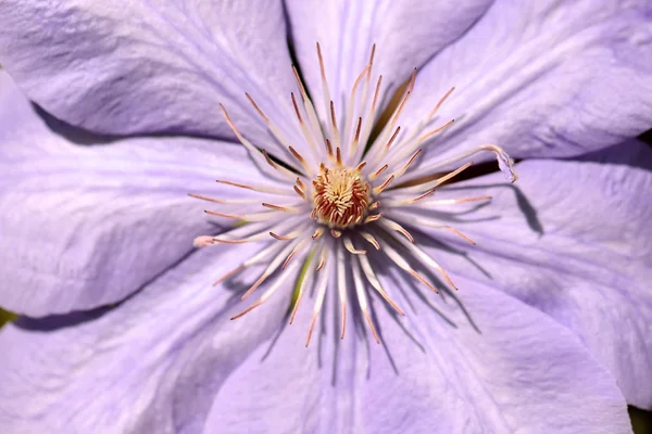 Zbliżenie Powojnik Fioletowy Kwiat Roślin Ogrodzie Wiosna Wspinaczka Makro Fotografia — Zdjęcie stockowe