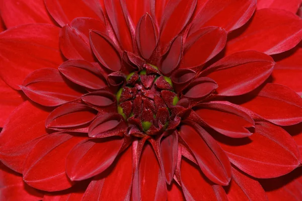 Nahaufnahme Der Roten Dahlienblüte Sommerlichen Augustgarten Makrofotografie Der Natur — Stockfoto