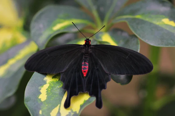 Nahaufnahme Eines Schwarz Roten Tropischen Schmetterlings Auf Dem Blatt Makrofotografie — Stockfoto