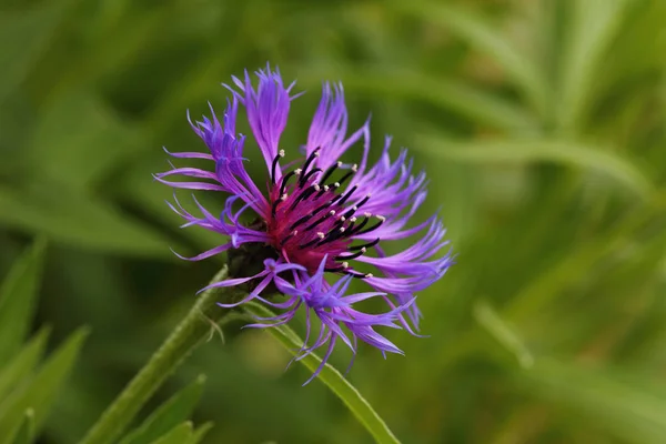 Крупним Планом Синьо Ліловий Кукурудзяний Квітка Centaurea Cyanus Літньому Полі — стокове фото