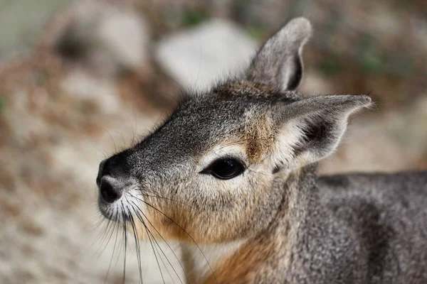 Porträtt Närbild Vanlig Cavy Mara Dolichotis Däggdjur — Stockfoto