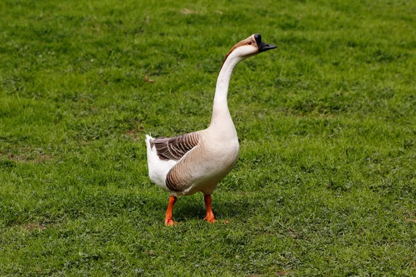 Full Body Domesticated Chinese Geese Green Meadow — Stock Photo, Image