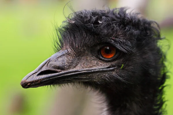 Detail Australských Emu Dromaius Novaehollandiae Pohled Emu Hlavy — Stock fotografie