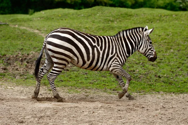 Casacos listrados africanos zebra na corrida — Fotografia de Stock