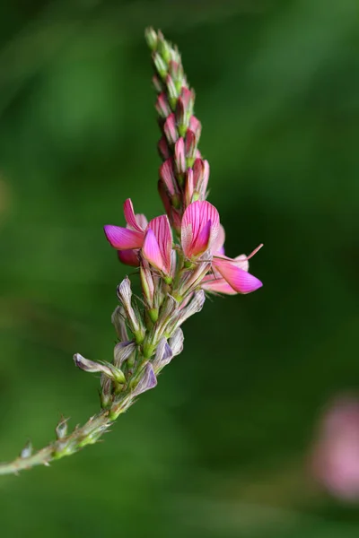 Primo Piano Rosa Fiore Selvatico Sul Prato Estivo Sfondo Verde — Foto Stock