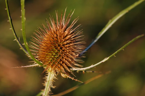 Дикий чайник (dipsacus fullonum) на кінці літнього поля — стокове фото