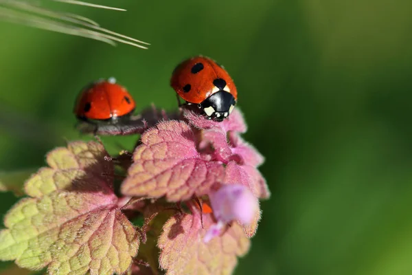 Marienkäfer auf der Wiesenwildpflanze Stockfoto