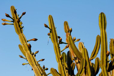 Mavi gökyüzü arka plan üzerinde büyük kaktüsler (uzun boylu treelike alışkanlık). Doğanın makro fotoğrafçılık.