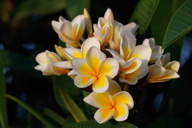 Yakın çekim yaz bahçe dekorasyon çiçekli ağaç Plumeria rubra (frangipani) in. Doğanın makro fotoğrafçılık.