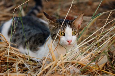 Kırsal kesimde feral çok renkli kedi portresi. Doğa ve yaban hayatı fotoğraf.