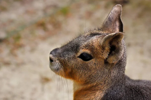 Ritratto Cavy Mara Mammifero Dolichotide Fotografia Della Natura Della Fauna — Foto Stock