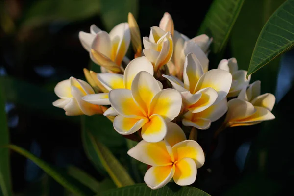 Yakın çekim yaz bahçe dekorasyon çiçekli ağaç Plumeria rubra (frangipani) in. Doğanın makro fotoğrafçılık.