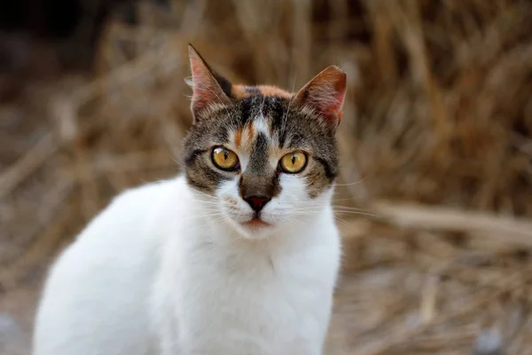 Ritratto Gatto Selvatico Multicolore Campagna Fotografia Della Natura Della Fauna — Foto Stock