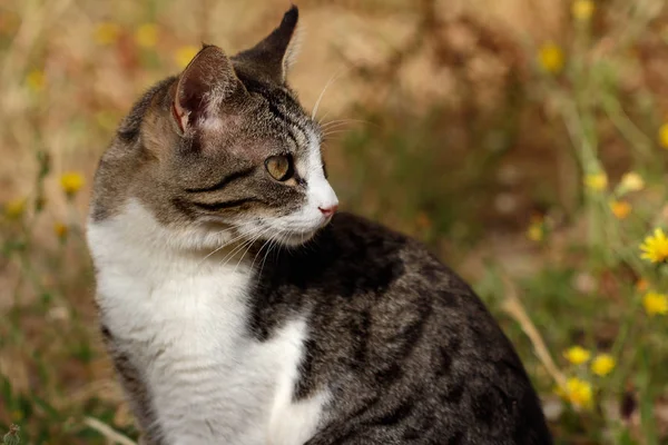 Portrait Chat Sauvage Rayé Brun Blanc Campagne Photographie Nature Faune — Photo