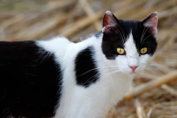 Retrato Gato Blanco Negro Salvaje Campo Fotografía Naturaleza Vida Silvestre —  Fotos de Stock