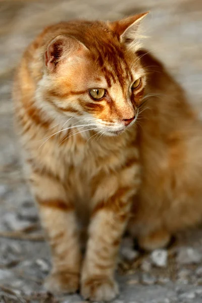 Porträtt Viltlevande Röd Randig Katt Landsbygden Fotografi Natur Och Djurliv — Stockfoto