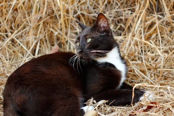 Retrato Gato Blanco Negro Salvaje Campo Fotografía Naturaleza Vida Silvestre —  Fotos de Stock