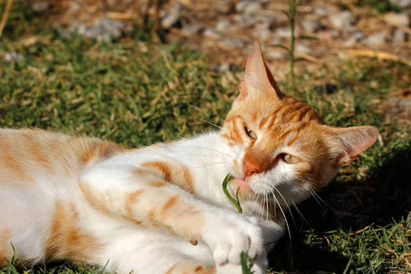 Retrato Gato Joven Feral Blanco Naranja Campo Fotografía Naturaleza Vida —  Fotos de Stock