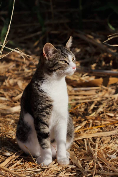 Retrato Gato Salvaje Multicolor Campo Fotografía Naturaleza Vida Silvestre —  Fotos de Stock