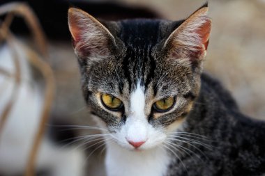 Kırsal kesimde feral çok renkli kedi yakın çekim portre. Doğa ve yaban hayatı fotoğraf.