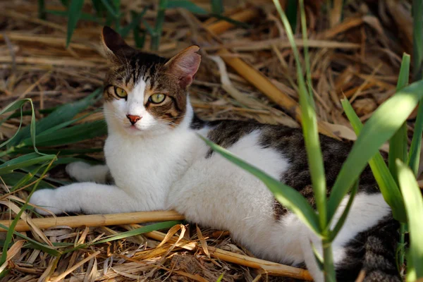 Retrato Gato Salvaje Multicolor Campo Fotografía Naturaleza Vida Silvestre —  Fotos de Stock